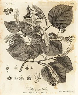 Silva Prints: Common lime tree, Tilia -- europaea