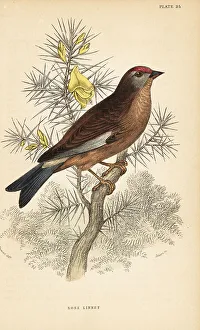 Perch Prints: Common linnet, Linaria cannabina, perched on a branch