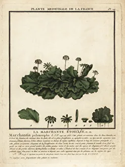 Plante Medicinale De La France Prints: Common liverwort, Marchantia polymorpha