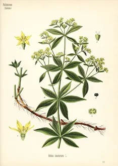 Madder Prints: Common madder, Rubia tinctorum