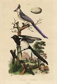 Guerin Meneville Collection: Common magpie, Pica pica, and white-throated