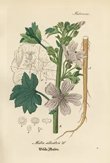 Gewachse Prints: Common mallow, Malva sylvestris