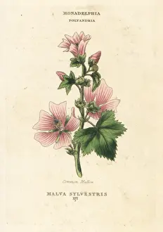 Common mallow, Malva sylvestris