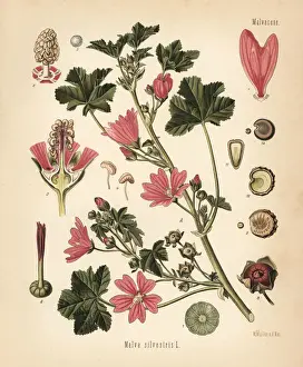 Common mallow, Malva sylvestris