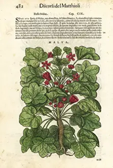 Common mallow, Malva sylvestris