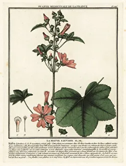 Colour Printing Prints: Common mallow, Malva sylvestris