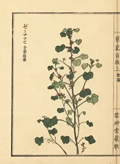 Common mallow, Malva sylvestris var mauritiana