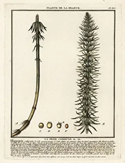 Plante De La France Prints: Common mare's-tail, Hippuris vulgaris