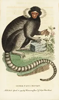 Naturalistspocketmagazine Prints: Common marmoset, Callithrax jacchus