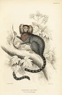 Striated Prints: Common marmoset, Callithrix jacchus