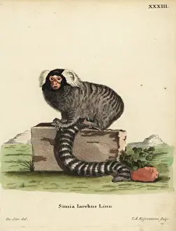 Common marmoset, Callithrix jacchus