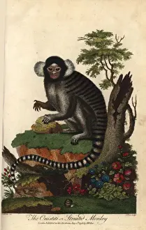 Common marmoset, Callithrix jacchus