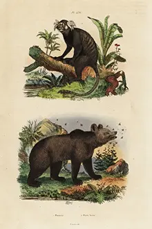 Callithrix Prints: Common marmoset, Callithrix jacchus, and brown