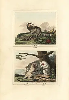 Common marmoset, white-mantled tamarin and silvery marmoset