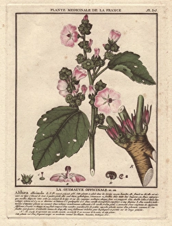 Althaea Gallery: Common marshmallow, Althaea officinalis