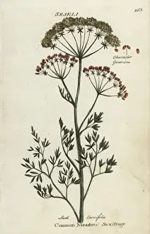 Joshuahamilton Prints: Common meadow saxifrage, Selinum carvifolia