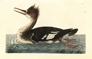 Common merganser duck or goosander, Mergus merganser