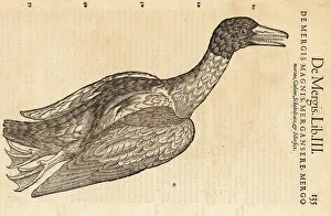 Common merganser or goosander, Mergus merganser