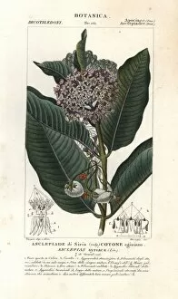 Common milkweed, Asclepias syriaca