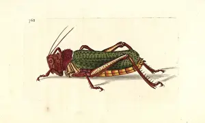 Thenaturalistsmiscellany Prints: Common milkweed locust, Phymateus morbillosus morbillosus