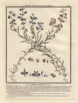 Milkwort Prints: Common milkwort, Polygala vulgaris