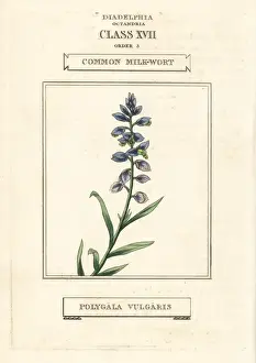 Common milkwort, Polygala vulgaris