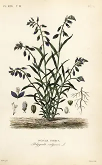Common milkwort, Polygala vulgaris