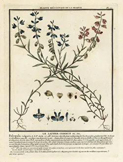 Common milkwort, Polygala vulgaris