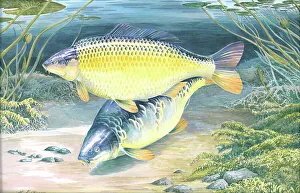 Carp Prints: Common and Mirror Carp