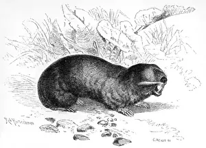 MOLE