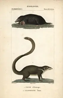 Mole Prints: Common mole, Talpa europaea, and large treeshrew