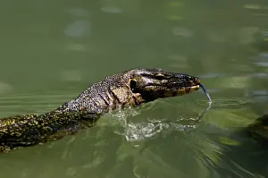 A Common Monitor Lizard swims in a small stream
