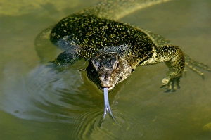 Amphibians Collection: A Common Monitor Lizard swims in a small stream