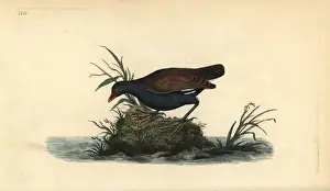 Common moorhen, Gallinula chloropus