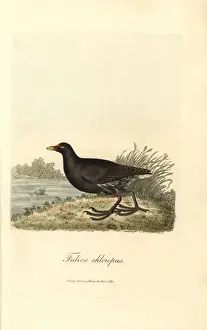Colorist Prints: Common moorhen, Gallinula chloropus