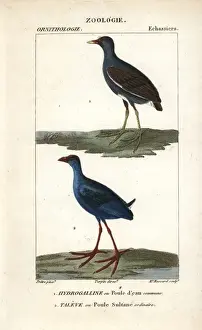 Croix Prints: Common moorhen, Gallinula chloropus, and purple
