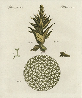 Common moss, Phascum cuspidatum, and pond algae Common moss, Phascum cuspidatum, and pond algae