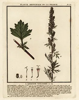Common mugwort, Artemisia vulgaris