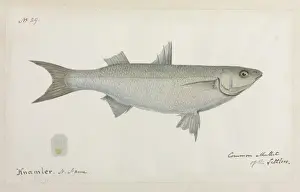 Robert Neill Prints: Common mullet of the Settlers