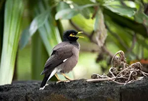 Habitats Prints: Common Myna