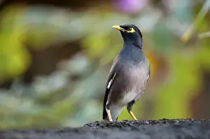 Common Myna