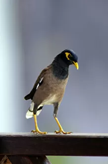 Curious Gallery: Common Myna - this curious bird boldly steals visitors
