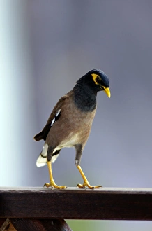 Common Myna - this curious bird boldly steals visitors Common Myna - this curious bird boldly steals visitors