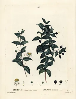Arbustes Gallery: Common myrtle, Myrtus communis