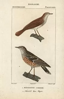 Luscinia Gallery: Common nightingale, Luscinia megarhynchos