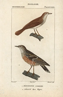 Luscinia Gallery: Common nightingale, Luscinia megarhynchos