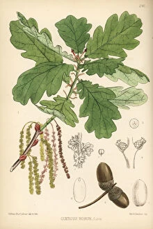 Herbal Gallery: Common oak tree, Quercus robur
