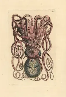 Thenaturalistsmiscellany Prints: Common octopus, Octopus vulgaris