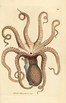 Cephalopoda Collection: Common octopus, Octopus vulgaris