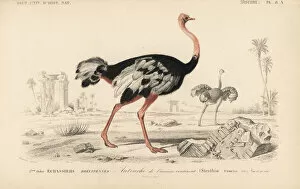 Ostrich Collection: Common ostrich, Struthio camelus